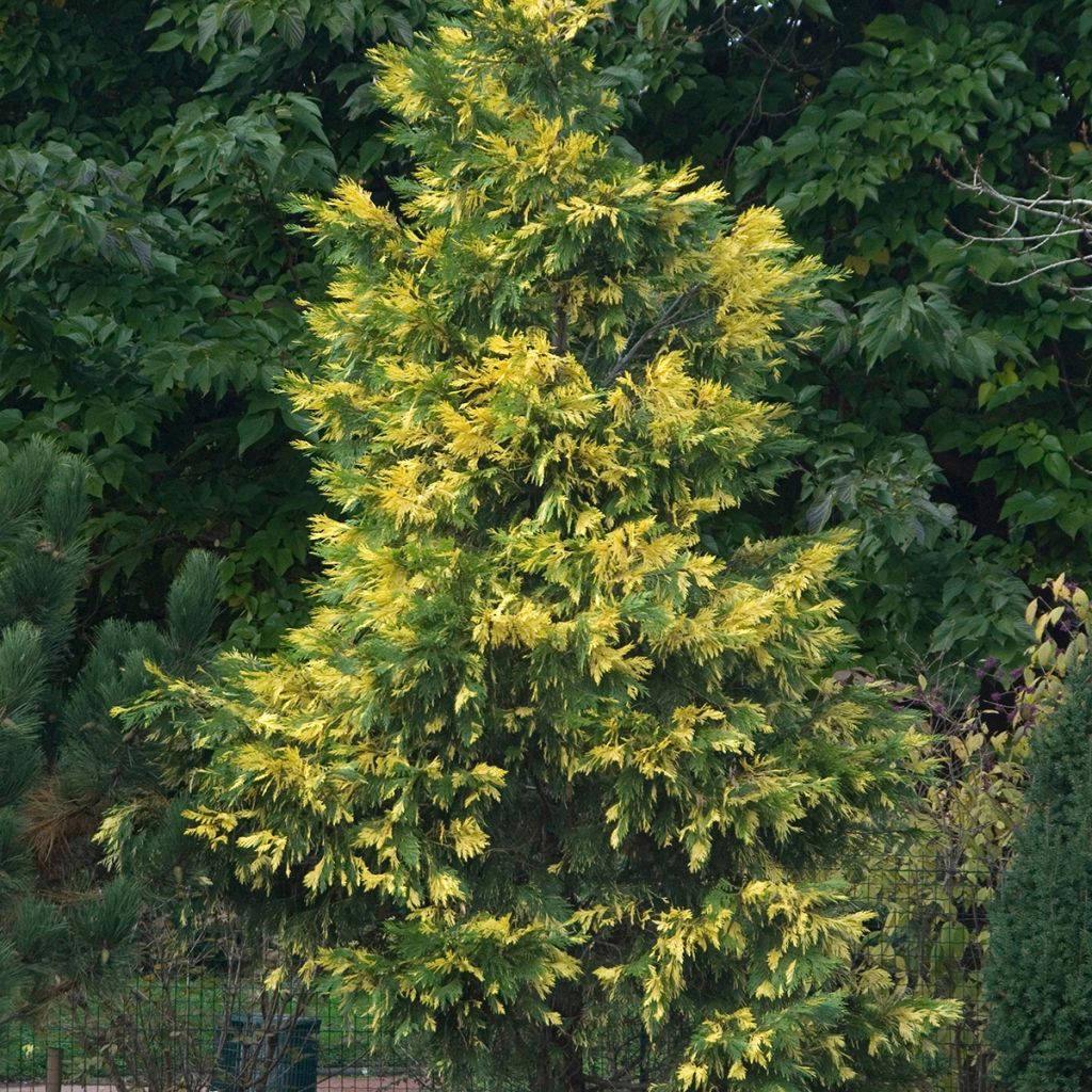 Calocedrus decurrens Aureovariegata - Libocedro