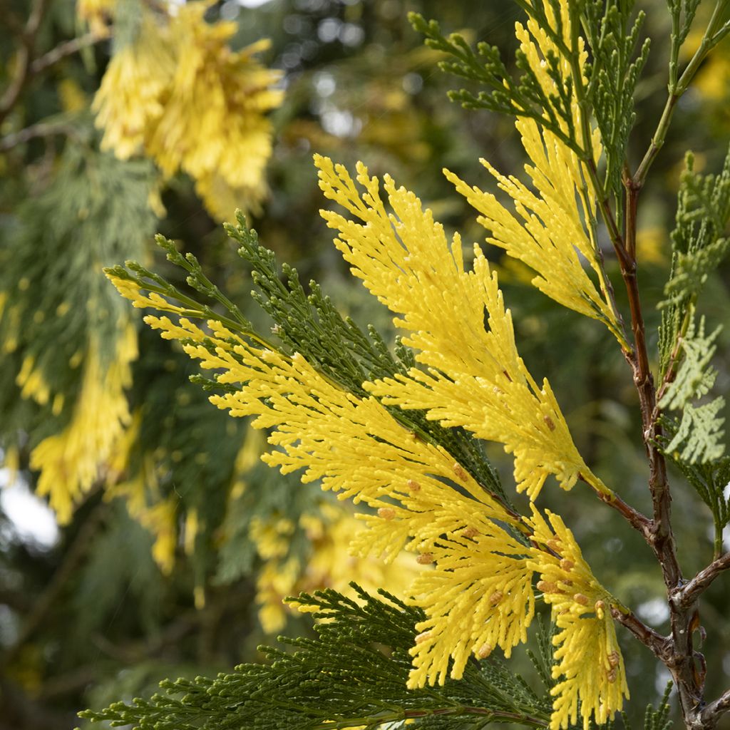 Calocedrus decurrens Aureovariegata - Libocedro