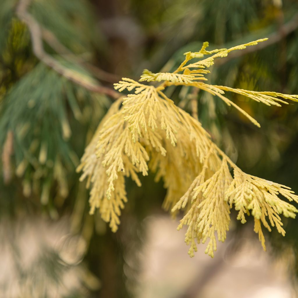 Calocedrus decurrens Aureovariegata - Libocedro