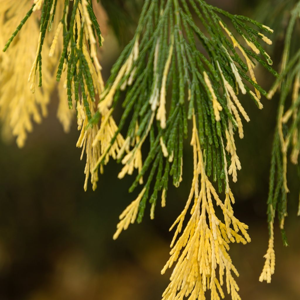 Calocedrus decurrens Aureovariegata - Libocedro