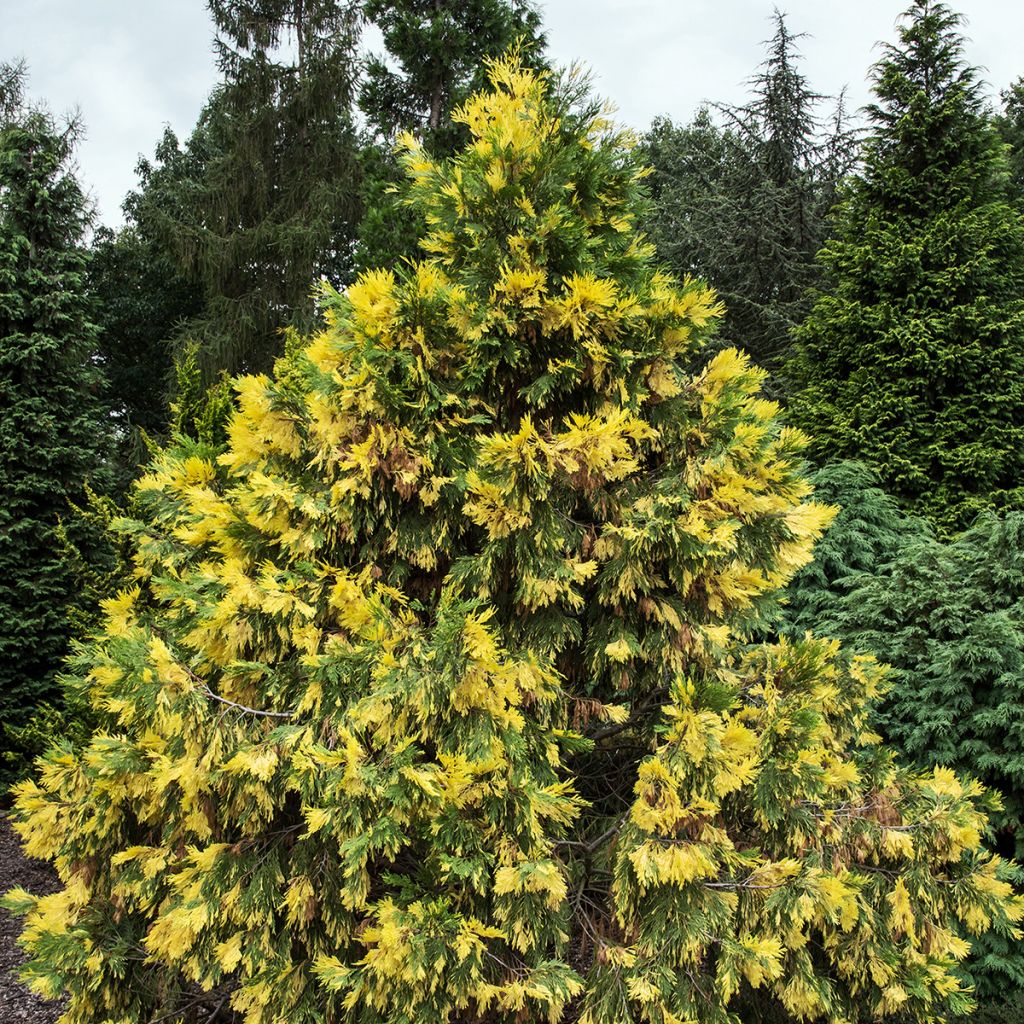 Calocedrus decurrens Aureovariegata - Libocedro