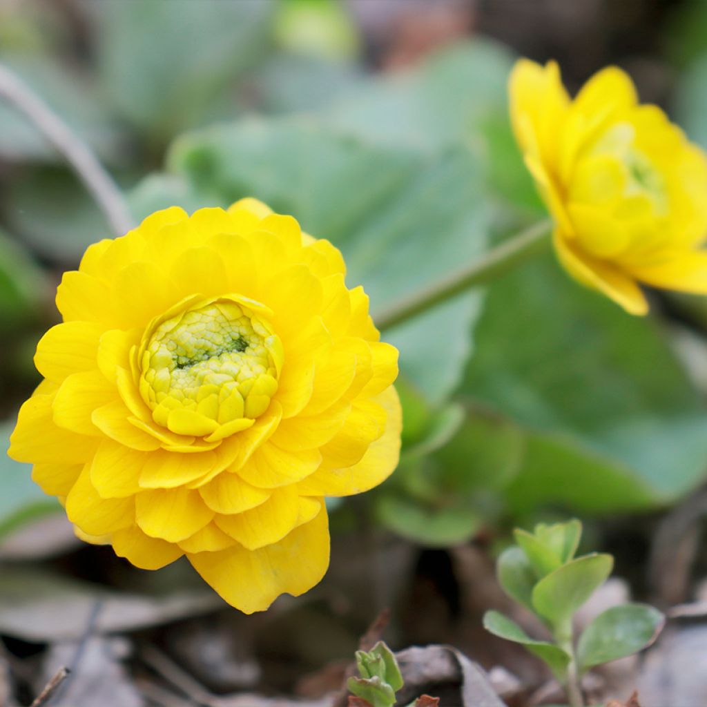 Caltha palustris Plena - Hierba centella