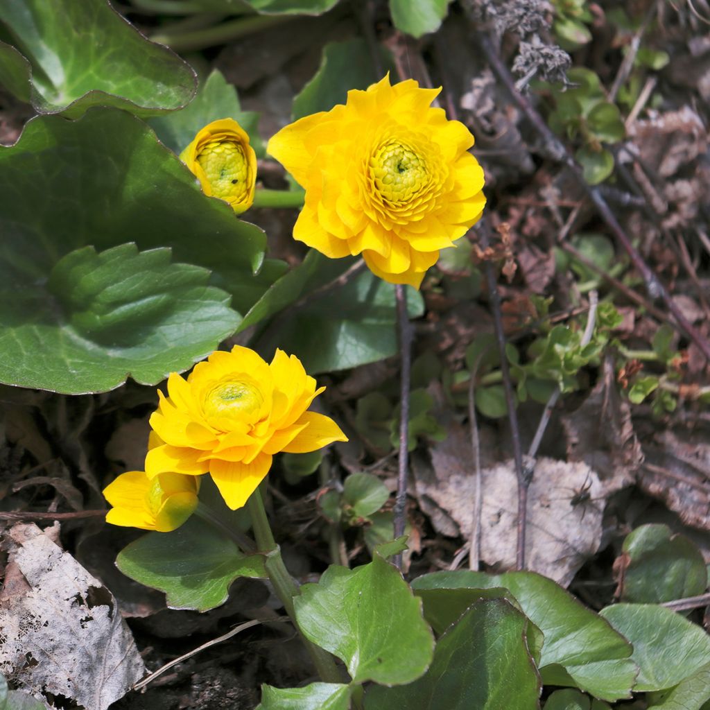 Caltha palustris Plena - Hierba centella