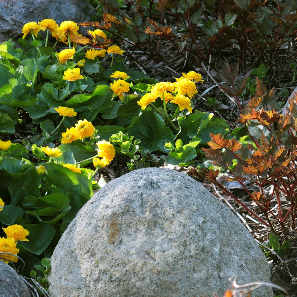 Caltha palustris Plena - Hierba centella