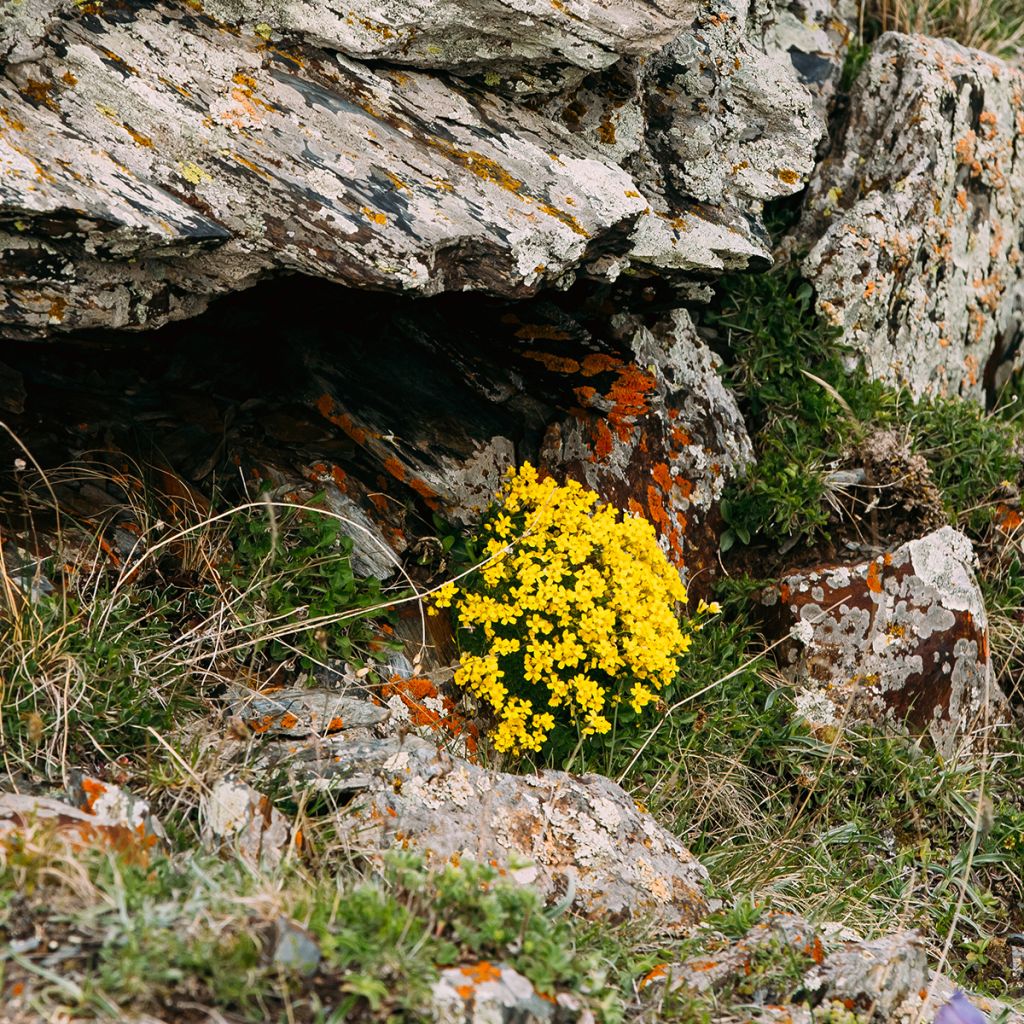 Caltha palustris Polypetala - Hierba centella