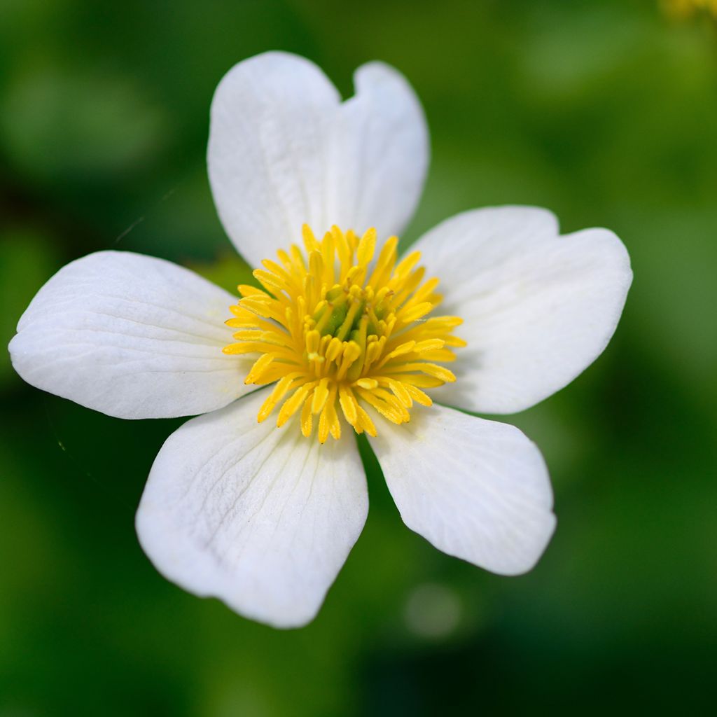 Caltha palustris var. alba - Hierba centella