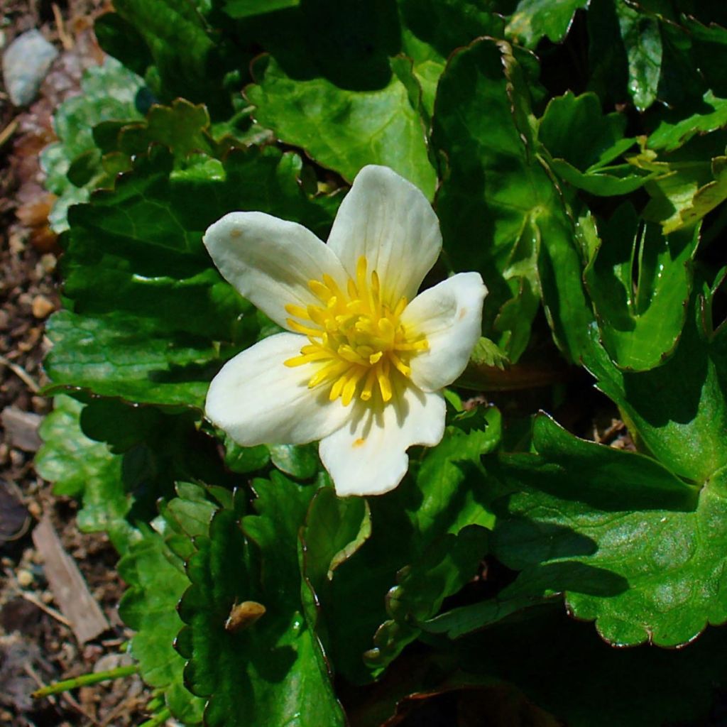 Caltha palustris var.alba - Populage blanc - Souci des marais blanc