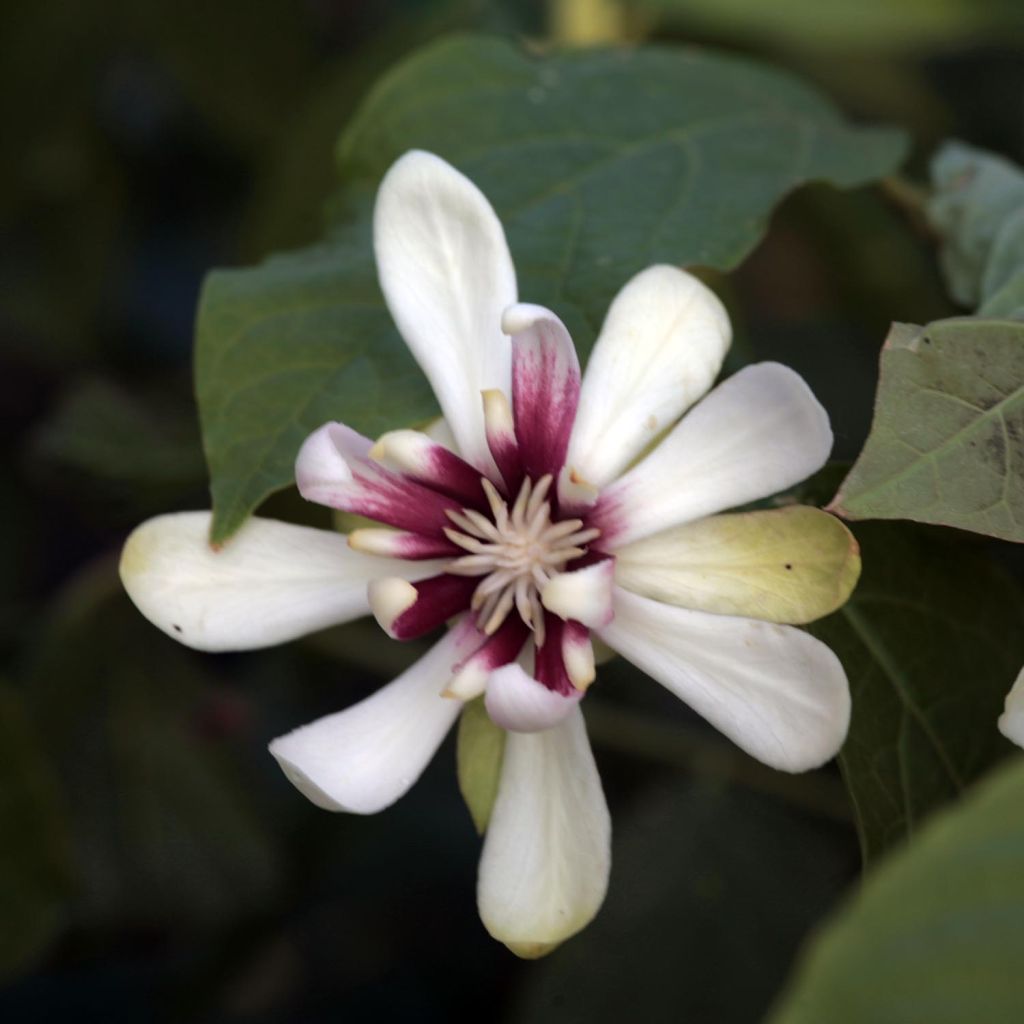 Calycanthus raulstonii Venus - Árbol de las anémonas