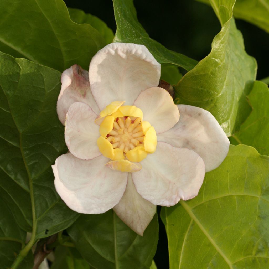 Calycanthus chinensis - Arbre aux anémones