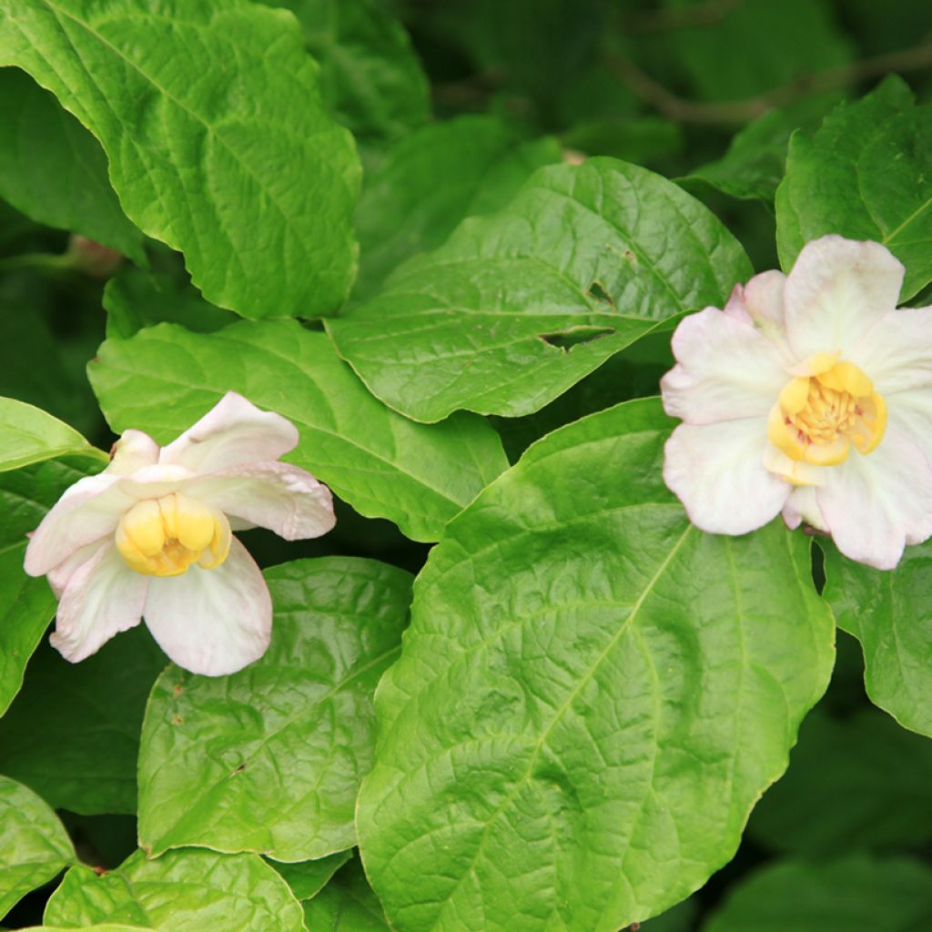 Calycanthus chinensis - Arbre aux anémones