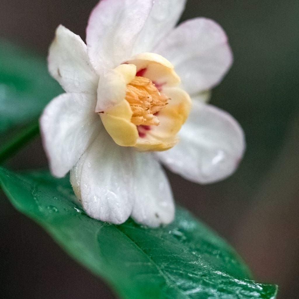 Calycanthus chinensis - Árbol de las anémonas