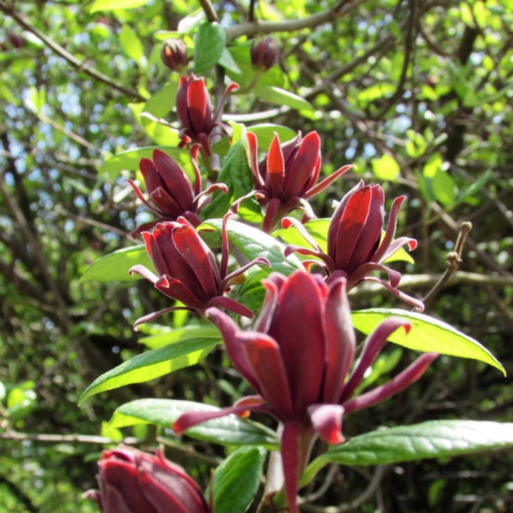 Calycanthus floridus - Árbol de las anémonas