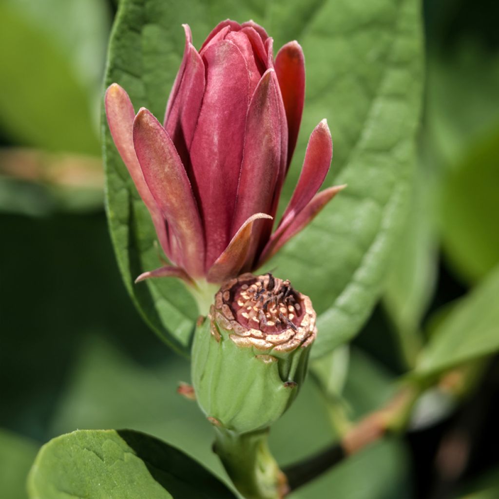 Calycanthus floridus - Árbol de las anémonas