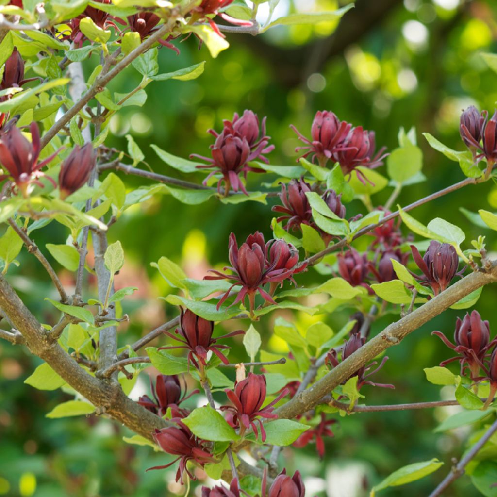 Calycanthus floridus - Árbol de las anémonas