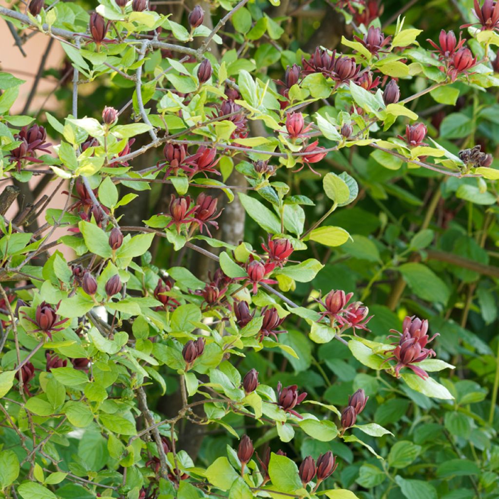 Calycanthus floridus - Árbol de las anémonas