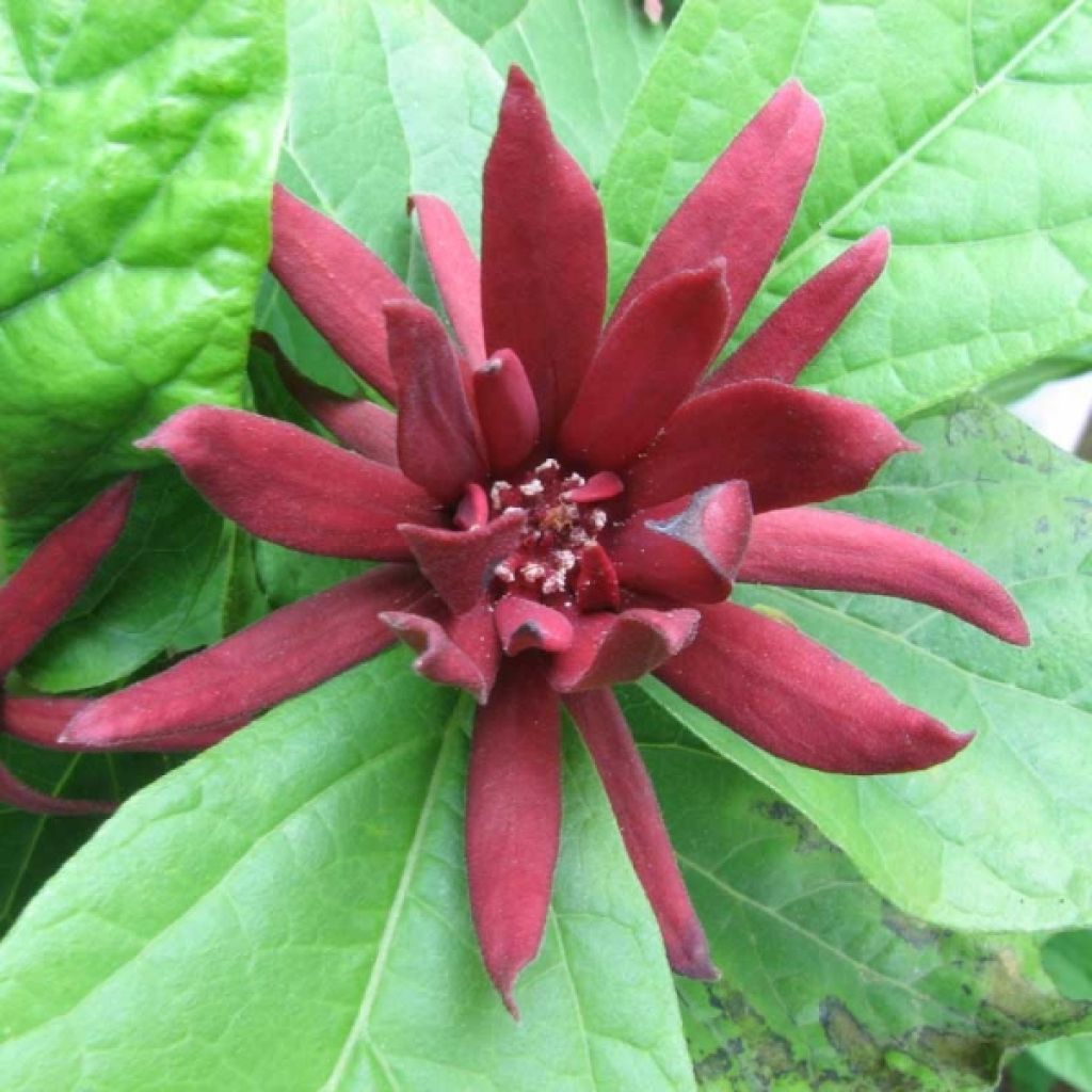 Calycanthus floridus - Árbol de las anémonas