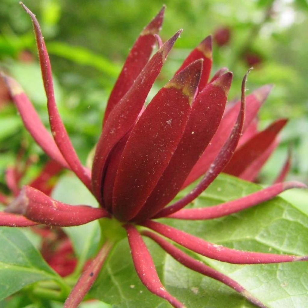 Calycanthus floridus - Árbol de las anémonas