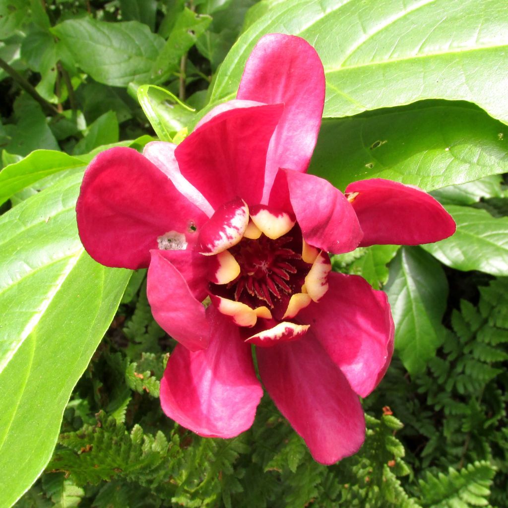 Calycanthus raulstonii Aphrodite - Árbol de las anémonas