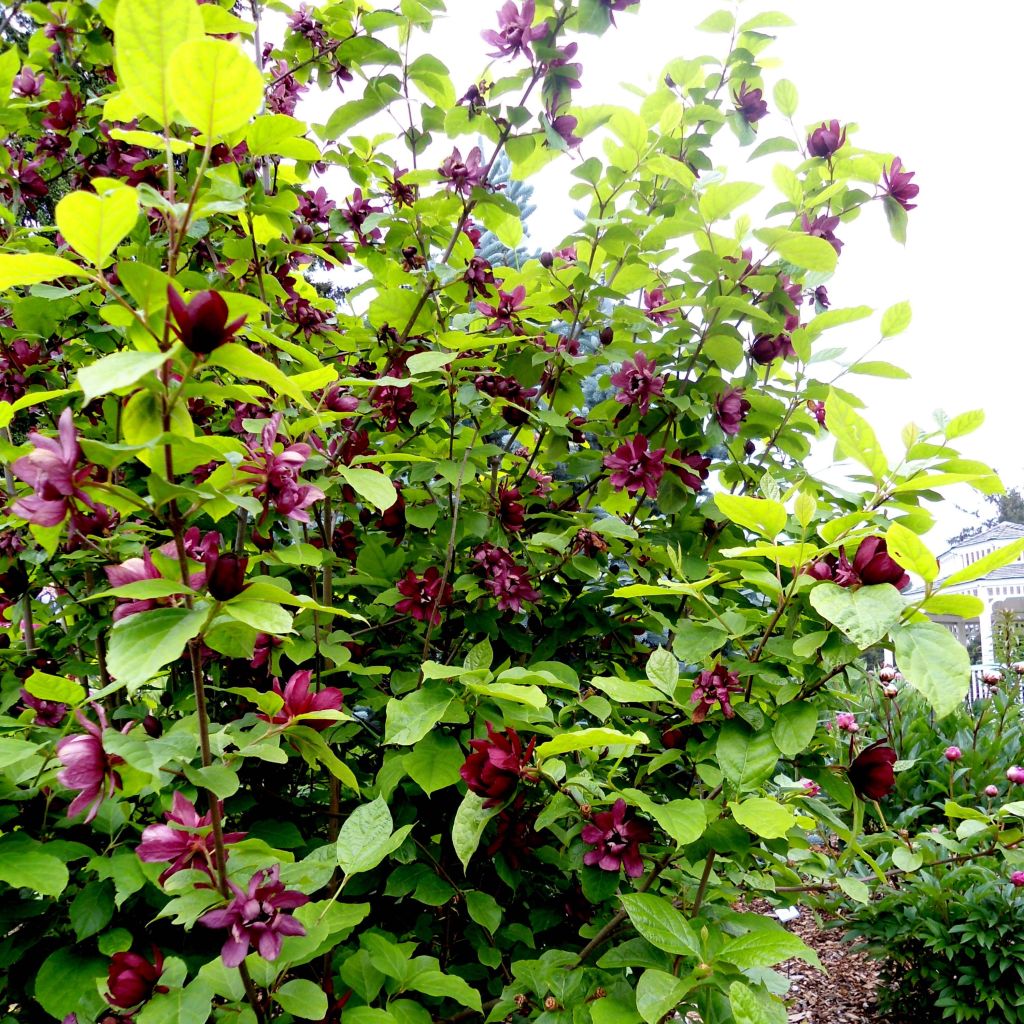 Calycanthus raulstonii Aphrodite - Árbol de las anémonas