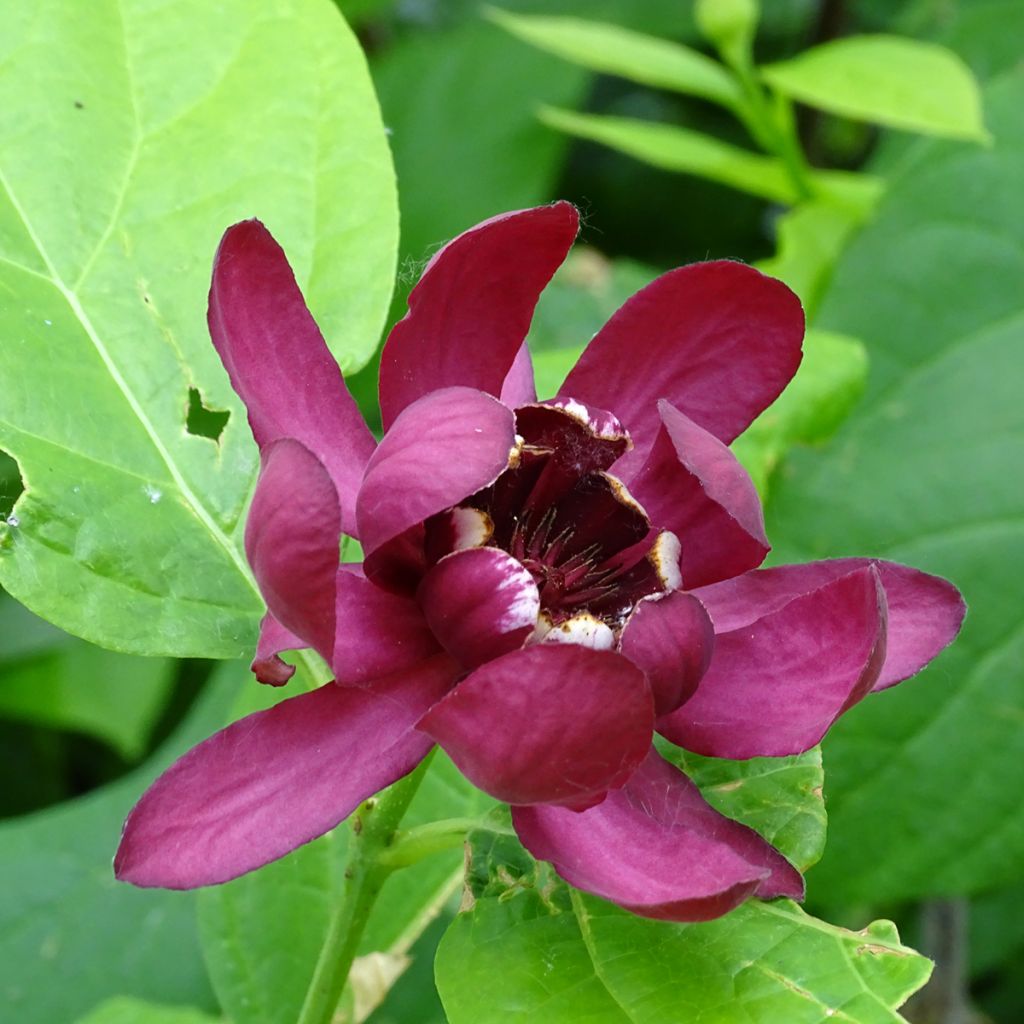 Calycanthus raulstonii Aphrodite - Árbol de las anémonas