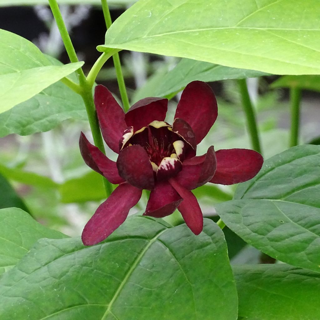 Calycanthus raulstonii Aphrodite - Árbol de las anémonas