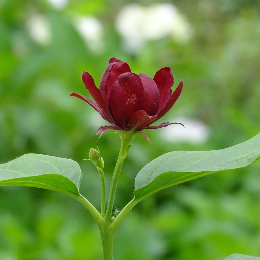 Calycanthus raulstonii Aphrodite - Árbol de las anémonas