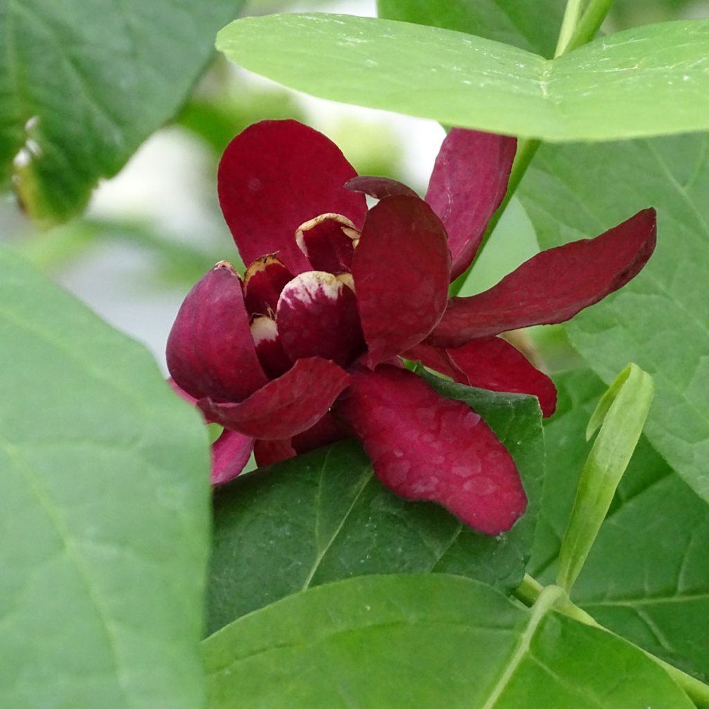 Calycanthus raulstonii Aphrodite - Árbol de las anémonas