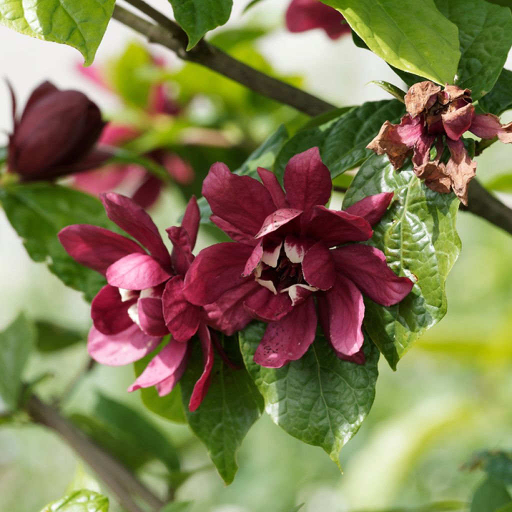 Calycanthus raulstonii Aphrodite - Árbol de las anémonas