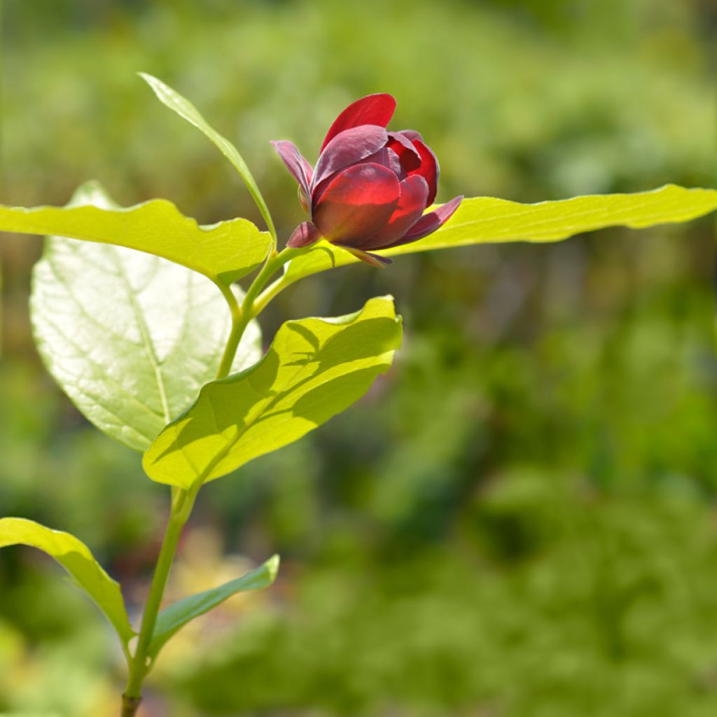 Calycanthus raulstonii Aphrodite - Árbol de las anémonas