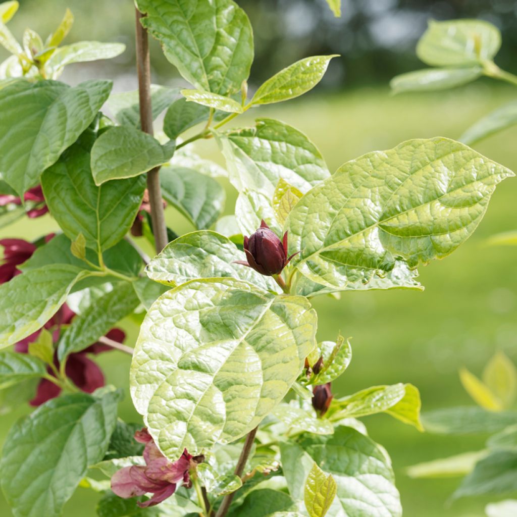 Calycanthus raulstonii Aphrodite - Árbol de las anémonas