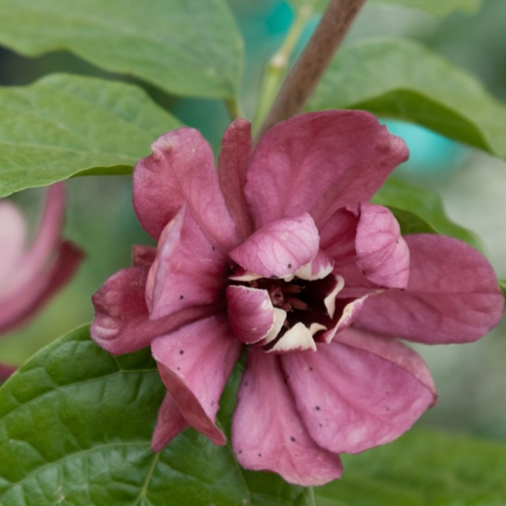 Calycanthus raulstonii Hartlage Wine - Árbol de las anémonas