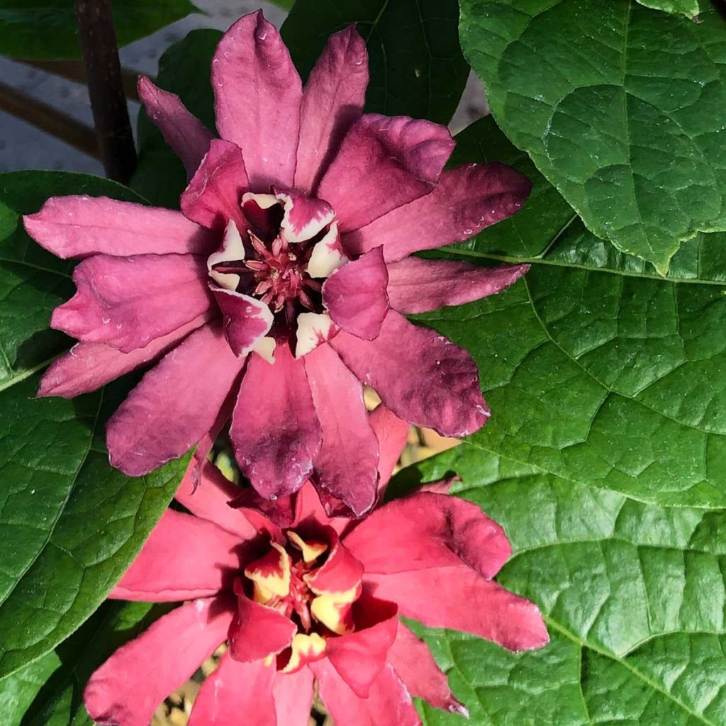 Calycanthus raulstonii Hartlage Wine - Árbol de las anémonas