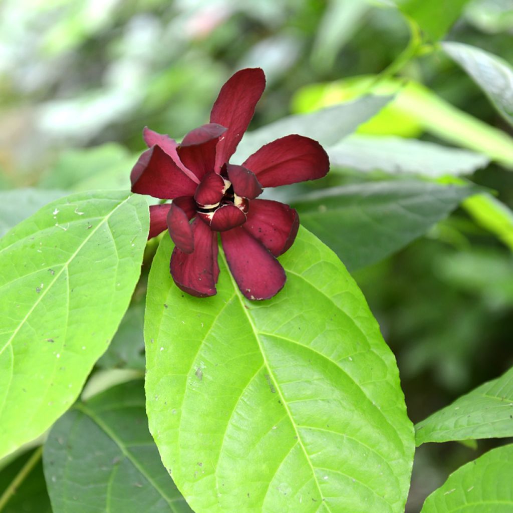 Calycanthus raulstonii Hartlage Wine - Árbol de las anémonas