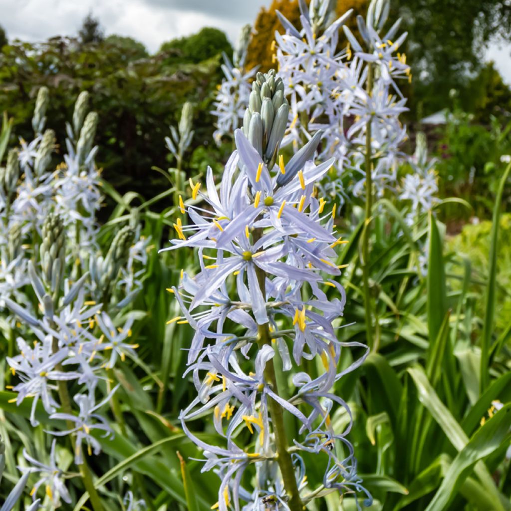 Camassia cusickii