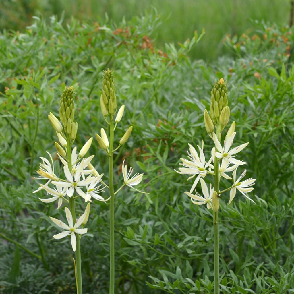 Camassia leichtlinii Blanc