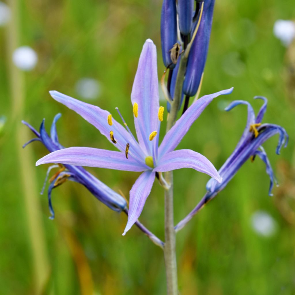 Camassia quamash Blue Melody