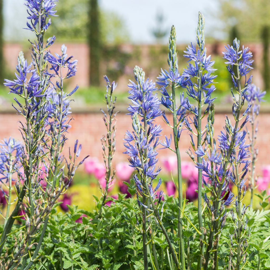 Camassia quamash