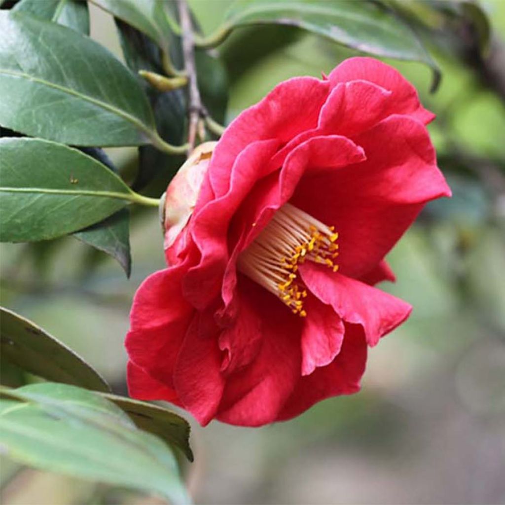 Camellia japonica Adolphe Audusson