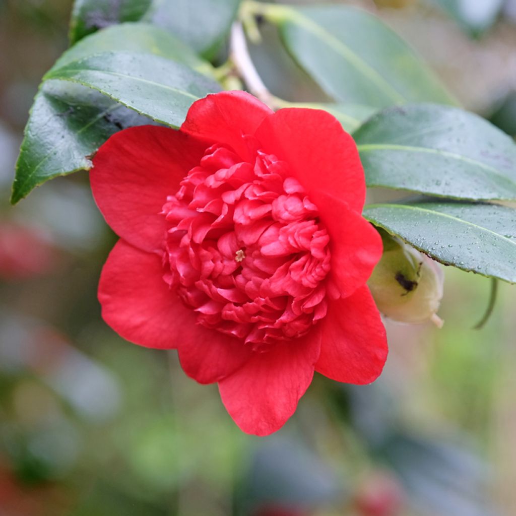 Camellia japonica Bob's Tinsie