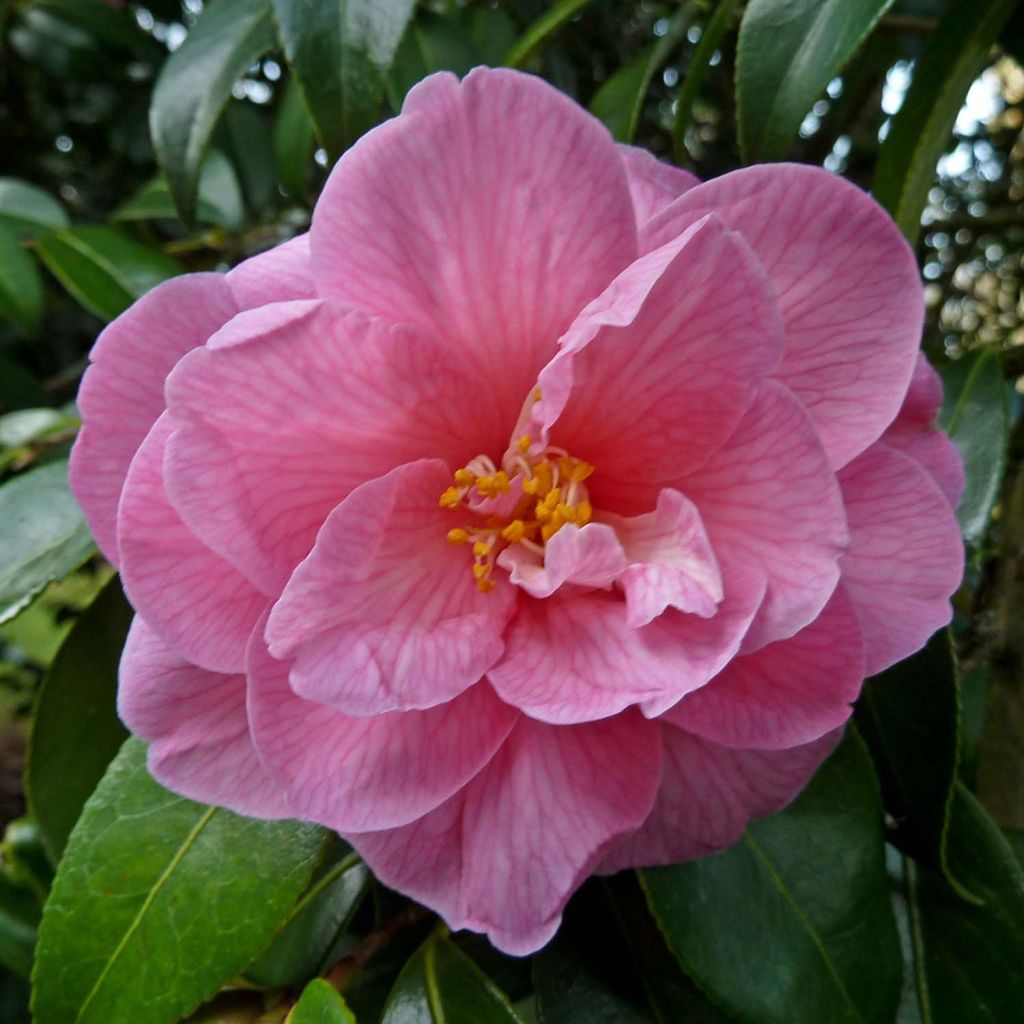 Camellia williamsii Donation