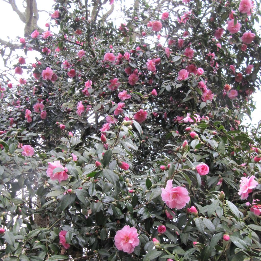 Camellia williamsii Donation