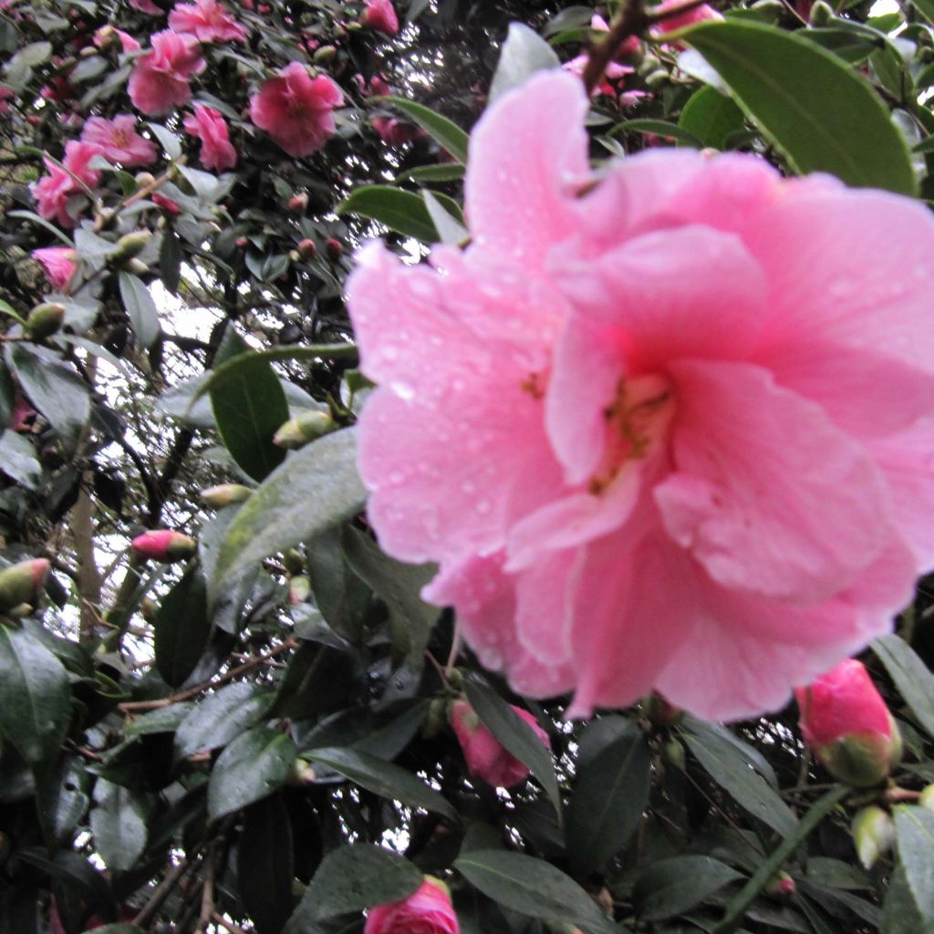 Camellia williamsii Donation