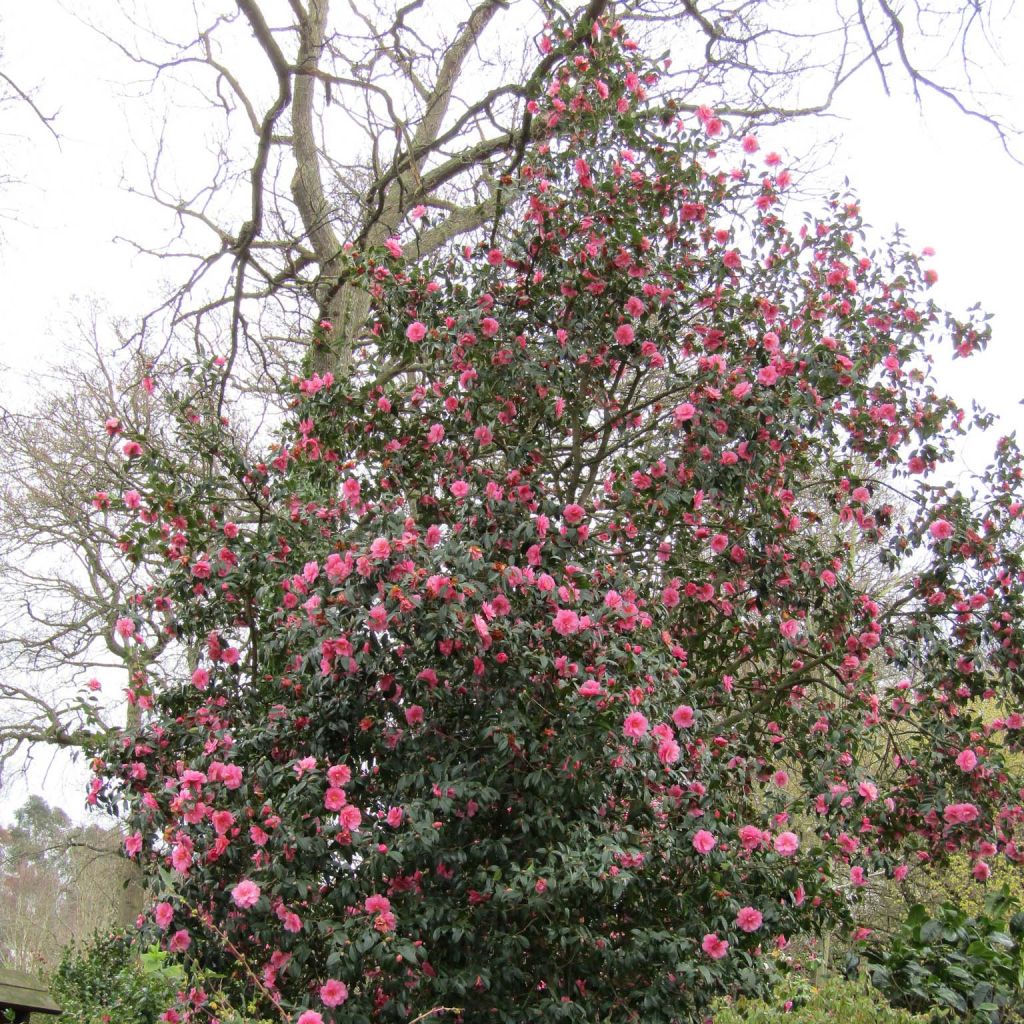 Camellia williamsii Donation