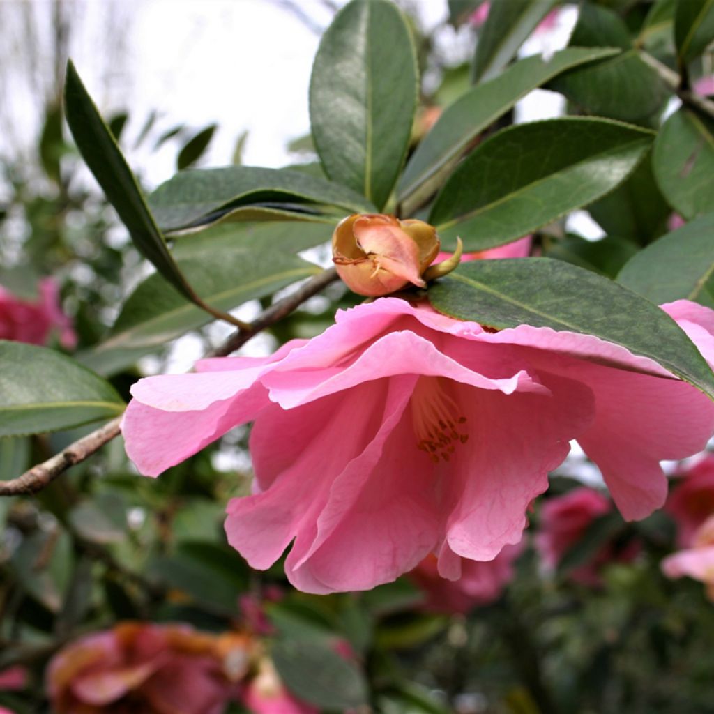 Camellia williamsii Donation