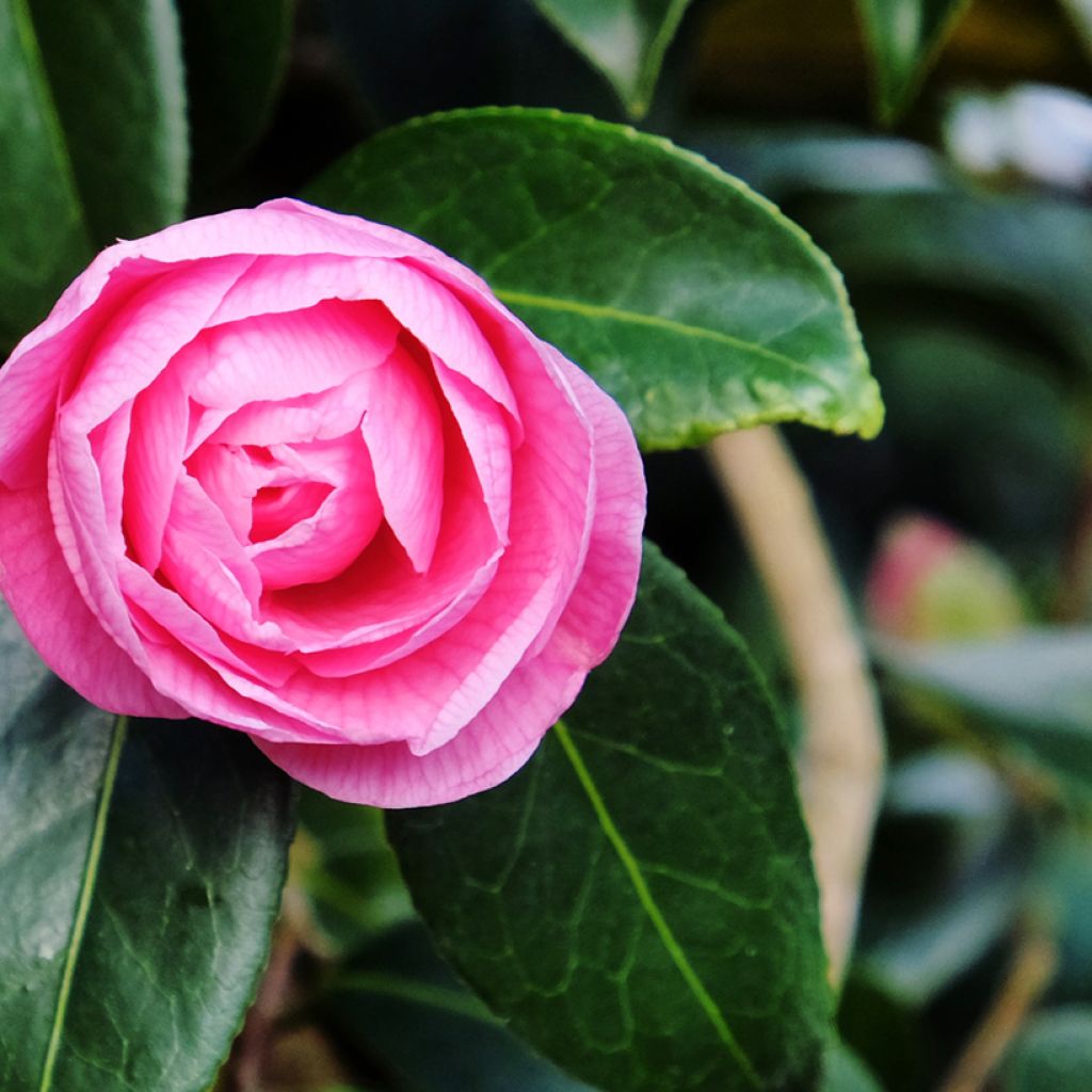 Camellia williamsii Donation