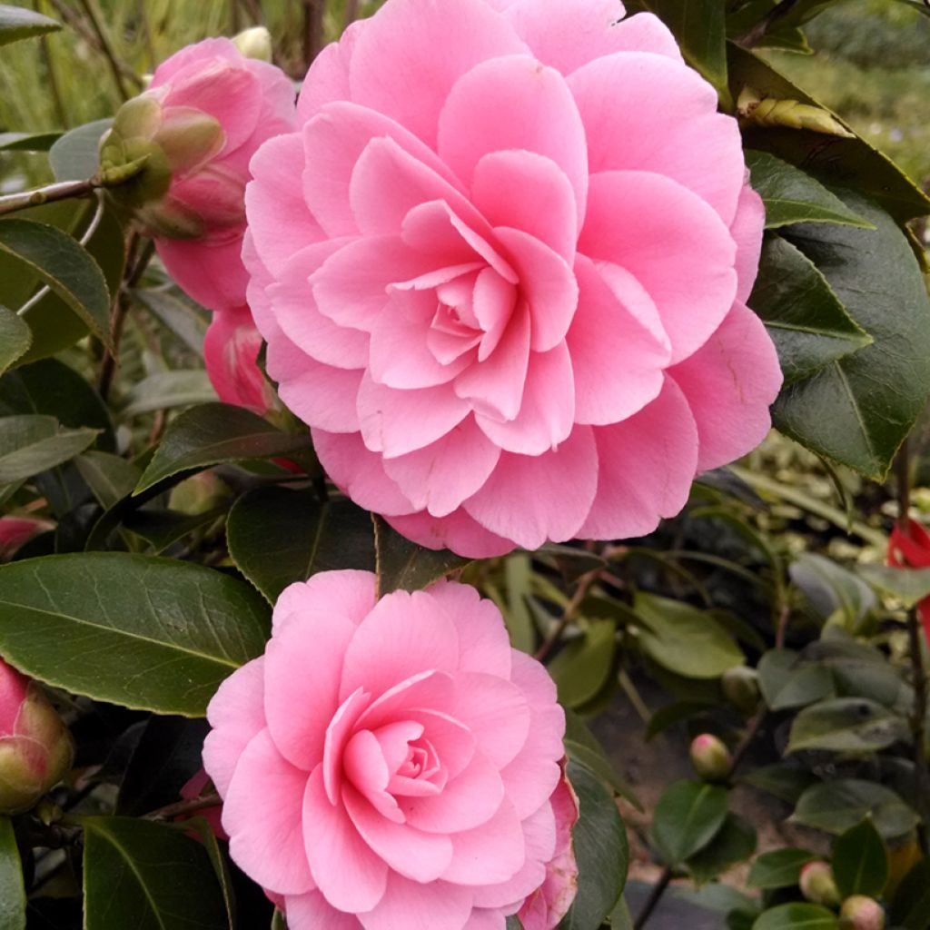 Camellia williamsii EG Waterhouse