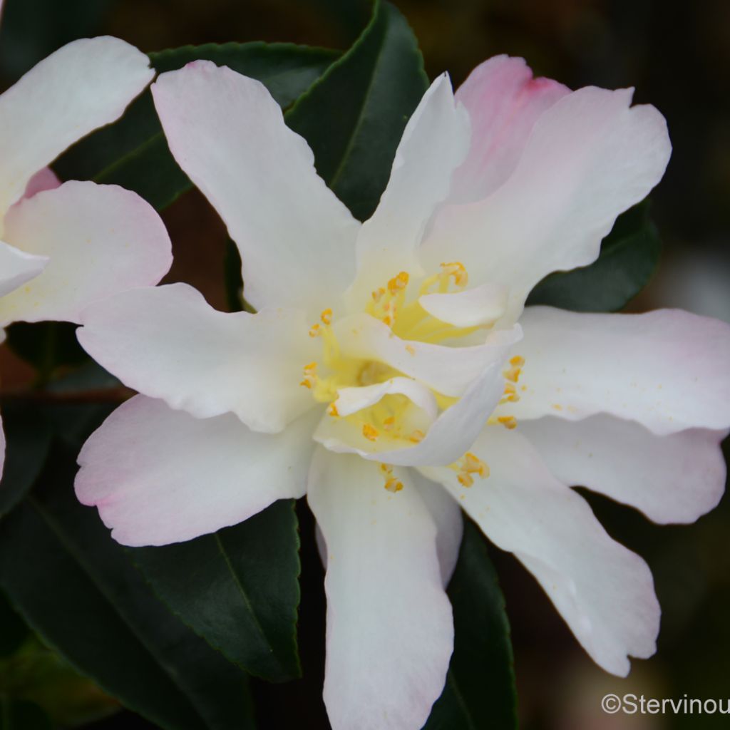 Camelia d'automne - Camellia sasanqua Frosted Star