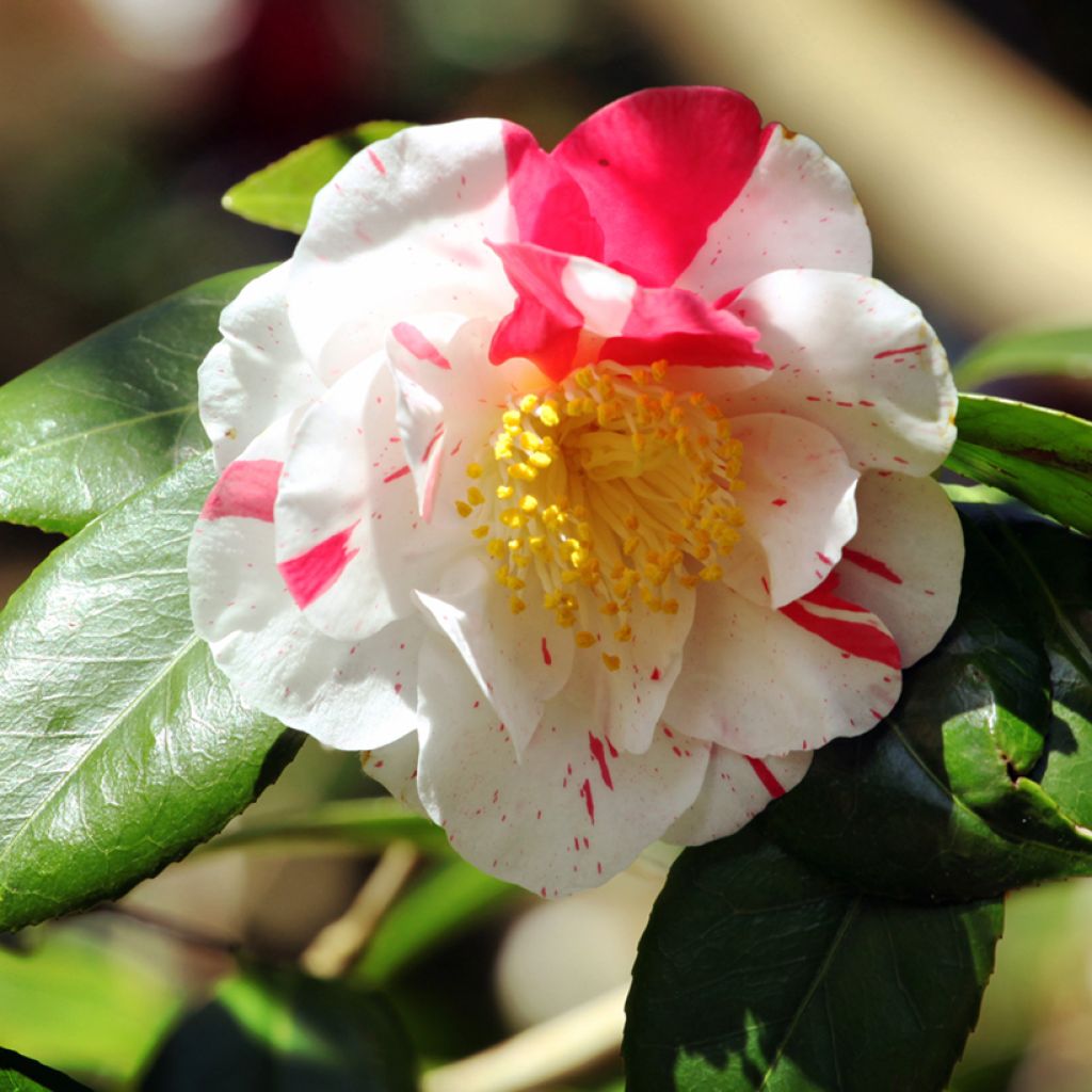 Camellia japonica Lavinia Maggi