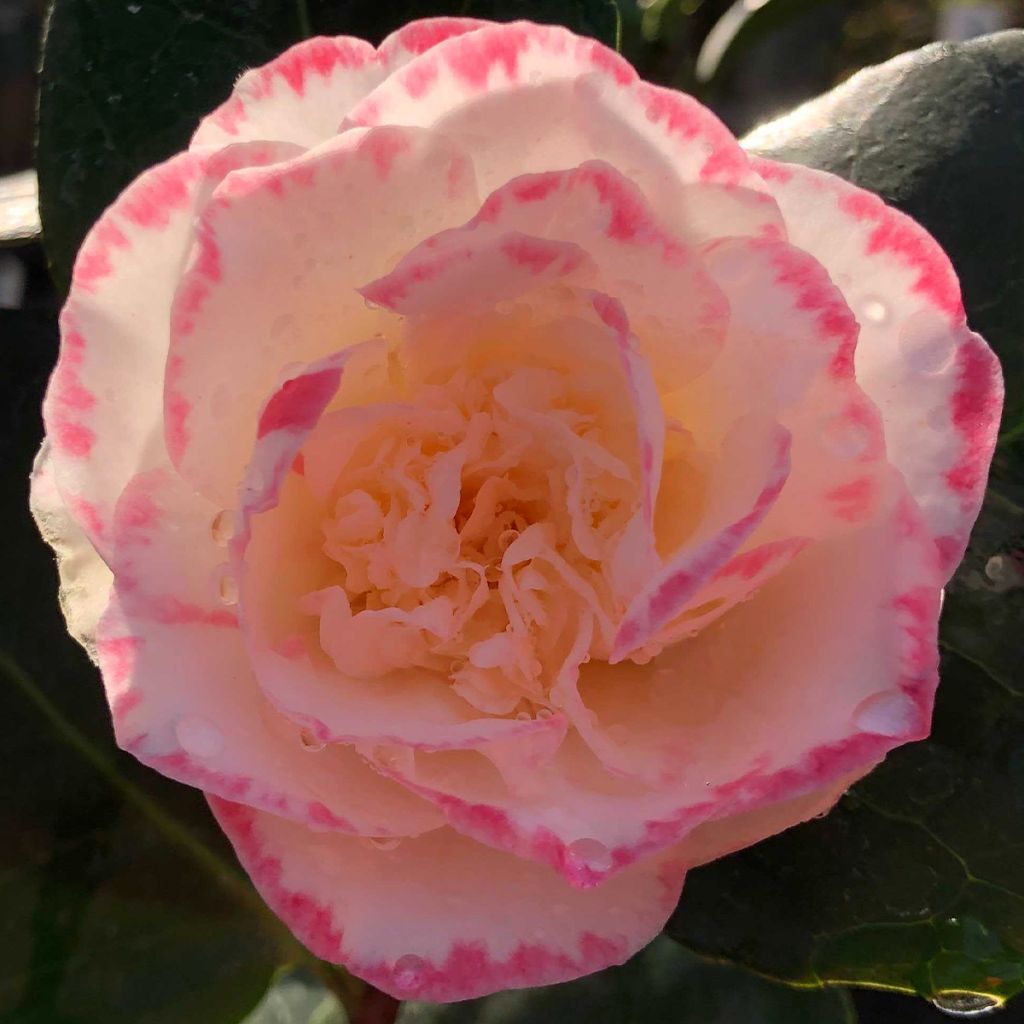 Camellia japonica Margaret Davis