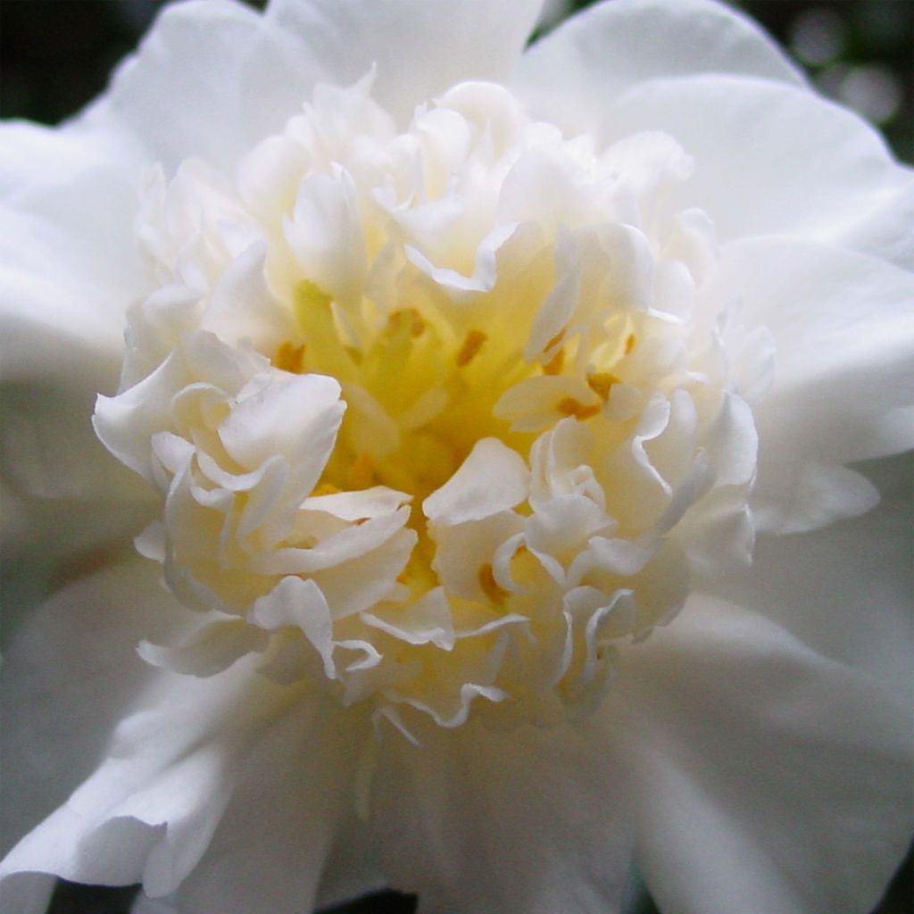 Camellia japonica Nobilissima